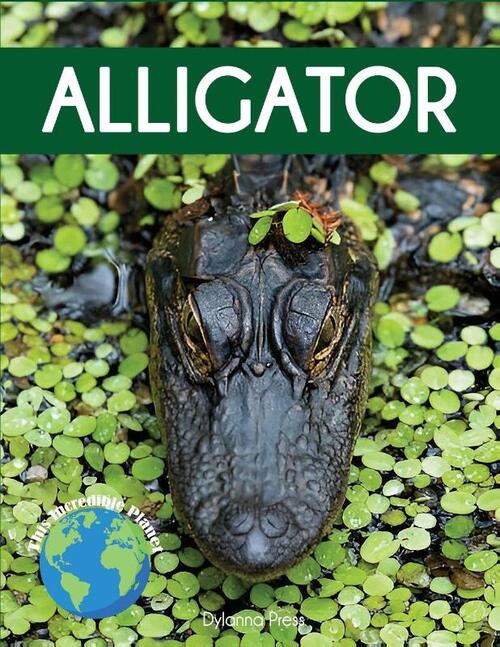 Alligator