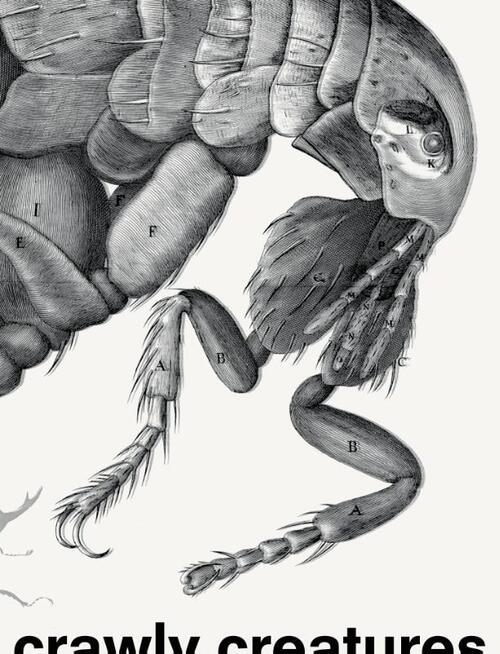 Crawly Creatures