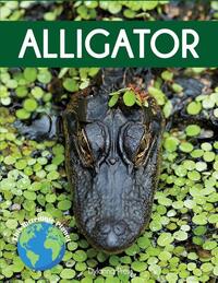Alligator