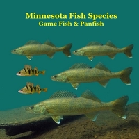 Minnesota Game Fish and Panfish Species Kids Book: Great Book About the Different Types of Fish in Minnesota